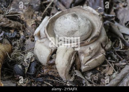 Ruffed Earth Star (Geastrum triplex), Emsland, bassa Sassonia, Germania, Europa Foto Stock