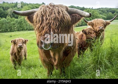 Bovini delle Highland, bovini delle Highland o Kyloe (Bos primigenius F. taurus), toro, cappotti mercanteggianti coprono occhi, vitelli, mucche, mandrie che pascolano al pascolo, lussureggiante Foto Stock