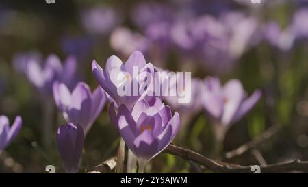 Vista ravvicinata primaverile del prato con croci viola. Messa a fuoco selettiva morbida dei fiori di croco fioriti Foto Stock