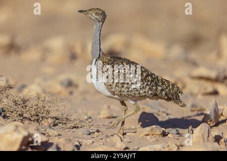 Sahara Houbara Bustard (Chlamydotis undulata fuerteventurae, Europa, Spagna, Isole Canarie, Fuerteventura, Fuerteventura, Isole Canarie Isole Canarie Foto Stock