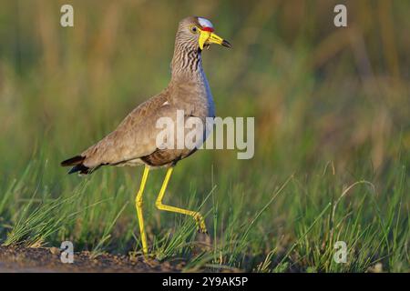 Senegal Lapwing (Vanellus senegallus), Africa, Sudafrica, KwaZulu-Natal, famiglia Triele, iSimangaliso Wetland Park, St Lucia, Africa Foto Stock