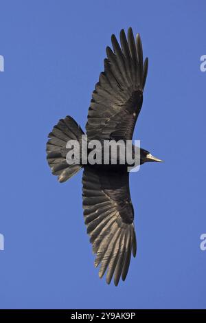 Una torre in volo contro un cielo blu, Worms, Worms, Renania-Palatinato, Germania, Europa Foto Stock