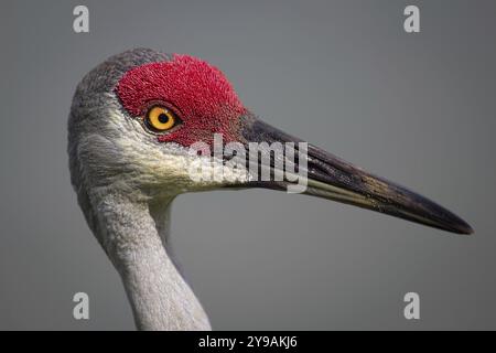 Bird, Sanhill Crane, primo piano, giorno, Florida, Stati Uniti, Nord America Foto Stock