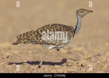 Sahara Houbara Bustard (Chlamydotis undulata fuerteventurae, Europa, Spagna, Isole Canarie, Fuerteventura, Fuerteventura, Isole Canarie Isole Canarie Foto Stock