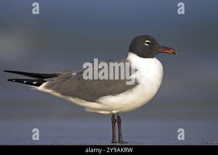 Aztec Gull (Larus atricilla), ft. De Soto Park, St. Petersburg, Florida, Stati Uniti, Nord America Foto Stock