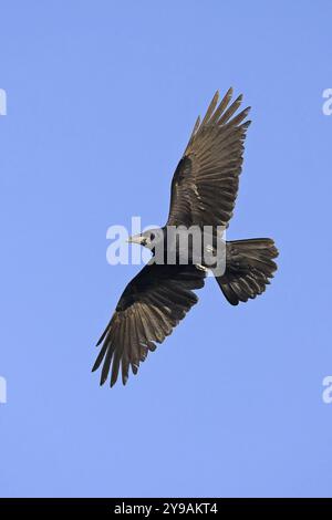 Una torre in volo contro un cielo blu, Worms, Worms, Renania-Palatinato, Germania, Europa Foto Stock