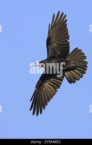 Una torre in volo contro un cielo blu, Worms, Worms, Renania-Palatinato, Germania, Europa Foto Stock