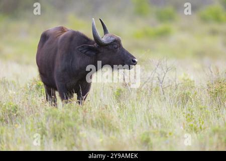 African Buffalo, Cape Buffalo, (Syncerus Coffer), Buffalo, Africa, Sudafrica, KwaZulu-Natal, Mammal, iSimangaliso Wetland Park, St. Lucia, Africa Foto Stock