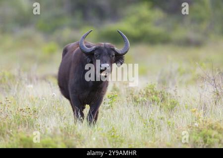 African Buffalo, Cape Buffalo, (Syncerus Coffer), Buffalo, Africa, Sudafrica, KwaZulu-Natal, Mammal, iSimangaliso Wetland Park, St. Lucia, Africa Foto Stock