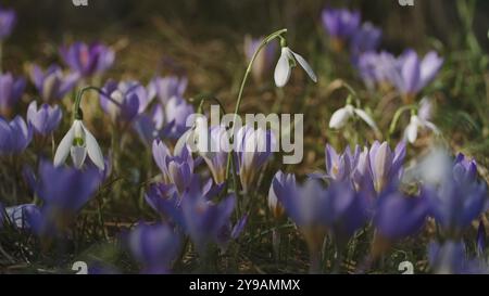 Primi fiori primaverili, croco viola e goccia di neve bianca, sfondo naturale all'aperto Foto Stock