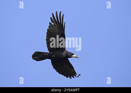 Una torre in volo contro un cielo blu, Worms, Worms, Renania-Palatinato, Germania, Europa Foto Stock