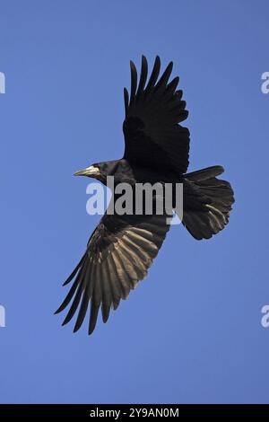 Una torre in volo contro un cielo blu, Worms, Worms, Renania-Palatinato, Germania, Europa Foto Stock