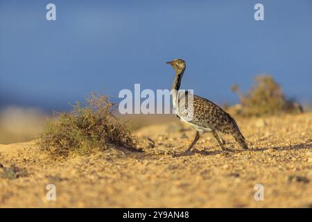 Sahara Houbara Bustard (Chlamydotis undulata fuerteventurae, Europa, Spagna, Isole Canarie, Fuerteventura, Lanzarote, Isole Canarie, Spagna, Europa Foto Stock