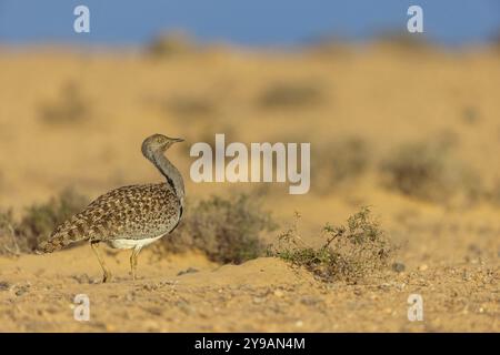 Sahara Houbara Bustard (Chlamydotis undulata fuerteventurae, Europa, Spagna, Isole Canarie, Fuerteventura, Lanzarote, Isole Canarie, Spagna, Europa Foto Stock