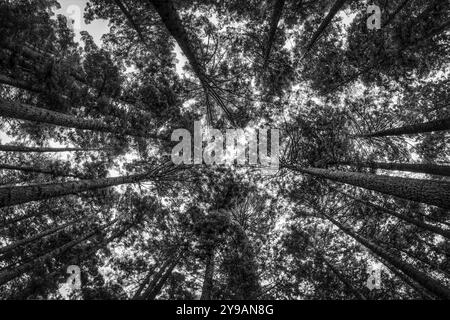 Immagine in bianco e nero di una foresta di sequoie Foto Stock