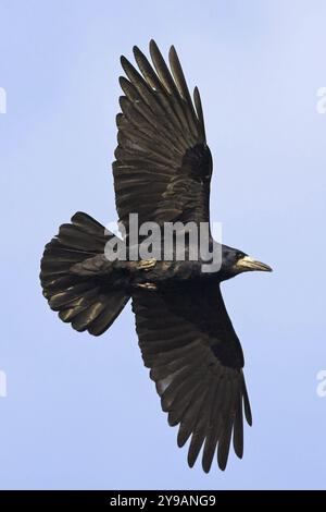 Una torre in volo contro un cielo blu, Worms, Worms, Renania-Palatinato, Germania, Europa Foto Stock