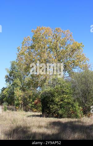 Albero di Cottonwood con foglie gialle in un prato con un cespuglio di fronte a Morton Grove, Illinois Foto Stock