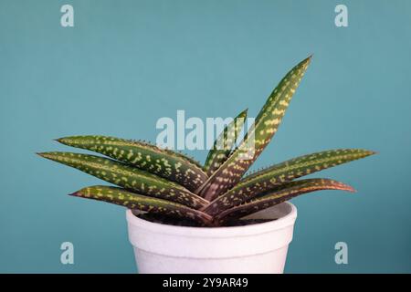 Bredasdorp gasteria carinata sempreverde decorativo succulento pianta della casa lingua ossea in una tazza Foto Stock