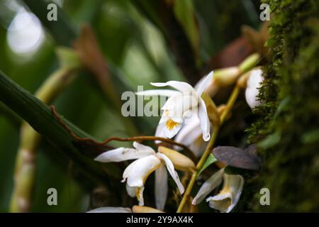 Un primo piano di Orchidea bianca (Coelogyne papillosa). Messa a fuoco selettiva Foto Stock