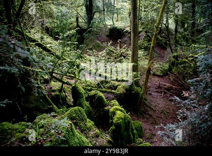 Puzzlewood è un'antica attrazione turistica e location cinematografica, nei pressi di Coleford nella Foresta di Dean, Gloucestershire, Inghilterra Foto Stock