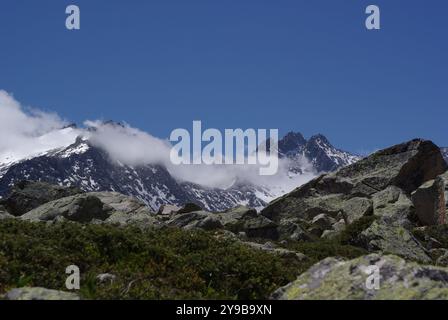 Rose alpine con nuvole e ghiacciai sullo sfondo Foto Stock