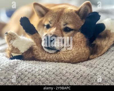 Adorabile cane rosso Shiba Inu che riposa la sua triste testa su un giocattolo mentre è disteso su un letto. Immagine di alta qualità, in cui sono ammessi gli animali domestici, perfetta per progetti emozionanti, casalinghi o lifestyle. Copia spazio. Foto Stock