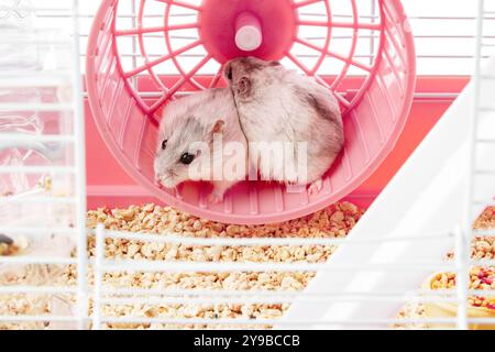 Un criceto giocoso corre energicamente sulla sua ruota all'interno di una gabbia luminosa e colorata Foto Stock