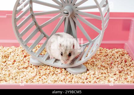 Un criceto giocoso corre energicamente sulla sua ruota all'interno di una gabbia luminosa e colorata Foto Stock