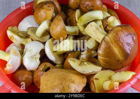 Primo piano di un mucchio di piccoli e grandi funghi bolo freschi raccolti nella foresta in una ciotola rossa su un tavolo leggero Foto Stock