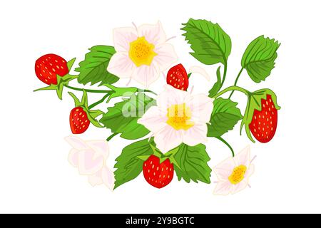 Fragola selvatica. Fragole selvatiche, foglie e fiori. Cespuglio di fragole con foglie e fiori di frutti di bosco. Coltivazione di bacche. Illustrazione vettoriale Illustrazione Vettoriale