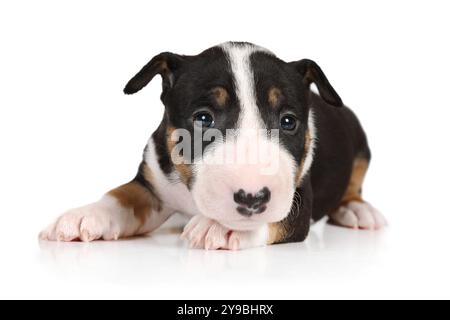 Simpatico cucciolo Bull Terrier in miniatura di un mese di età sdraiato su uno sfondo bianco Foto Stock