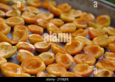 Albicocche lasciate asciugare sui vassoi Foto Stock