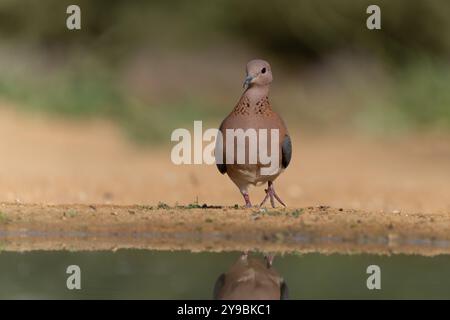 Colomba ridendo (Spilopelia senegalensis) bevendo acqua da una sorgente nel deserto Foto Stock