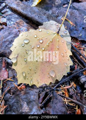Una delicata foglia autunnale ricoperta di gocce di rugiada giace sul fondo della foresta, catturando l'essenza dell'umidità della caduta Foto Stock