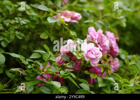 Fiore di calancobaleno rosa Foto Stock