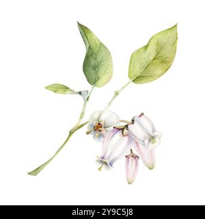 Fiore di campana e bocciolo bianco di mirtillo con foglie verdi sul ramo, disegnato a mano in acquerello, gruppo di fiori selvatici illustrazione botanica. Isolato Foto Stock