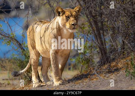 Maestosa Lioness on the Prowl in Natural Habitat - African Wildlife Foto Stock