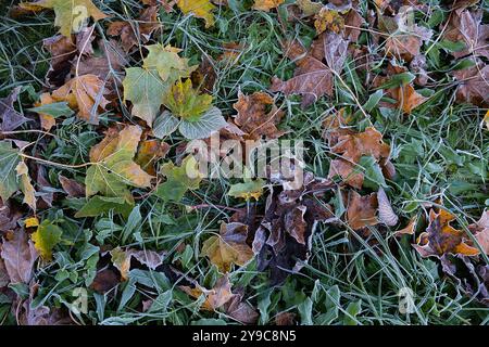 Foglie di Frosty sull'erba. Il mattino fa il tifo sulle foglie marroni cadute e sull'erba verde. Foto Stock