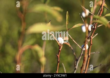 White Garden Snails Theba pisana su ramoscello asciutto, Provenza, Francia meridionale in Europa Foto Stock