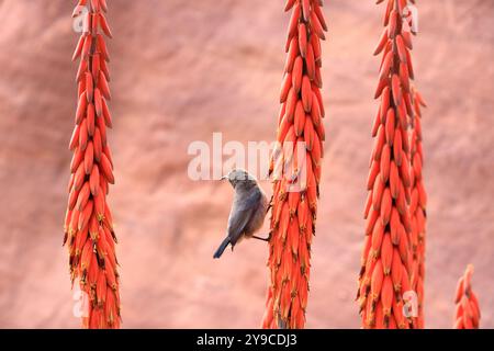 Femmina Palestina sunbird (Cinnyris osea) appollaiata su un'Aloe porphyrostachys a Wadi Musa, Petra in Giordania Foto Stock