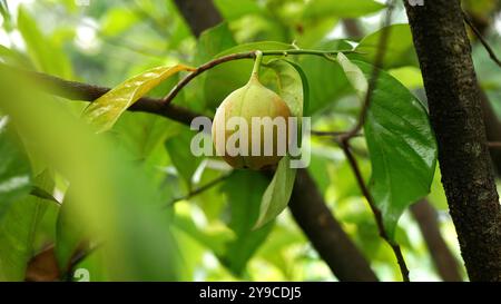 Frutta noce moscata matura appesa al ramo, circondata da fresche foglie di verde chiaro, con sfondo verde sfocato. Foto Stock