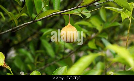 Frutta noce moscata matura appesa al ramo, circondata da fresche foglie di verde chiaro, con sfondo verde sfocato. Foto Stock