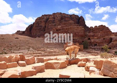 Carino cane randagio nella zona di Wadi Musa, Petra in Giordania Foto Stock