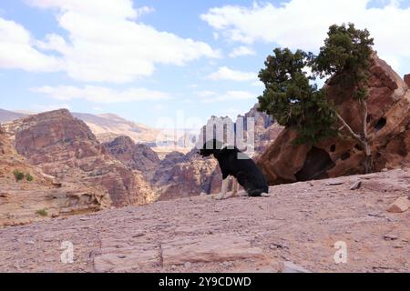 Carino cane randagio nella zona di Wadi Musa, Petra in Giordania Foto Stock