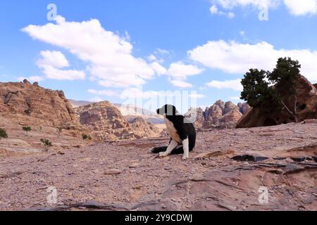 Carino cane randagio nella zona di Wadi Musa, Petra in Giordania Foto Stock