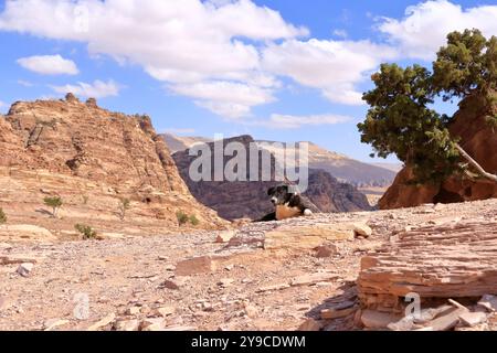 Carino cane randagio nella zona di Wadi Musa, Petra in Giordania Foto Stock