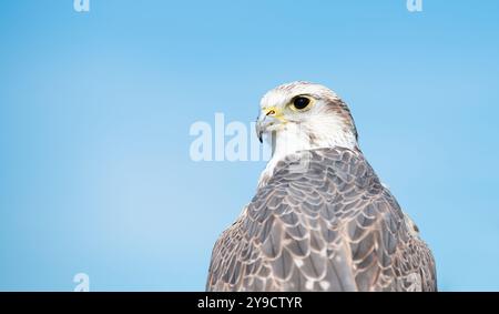 Ritratto di Gyrfalcon, cielo azzurro, fauna selvatica, rapace rapace, habitat, Falco rusticolus Foto Stock