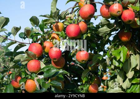 Mele rosse mature che crescono sull'albero, frutti sani sulla platazione, raccolta in estate o in autunno, fattoria agricola, giardino Foto Stock