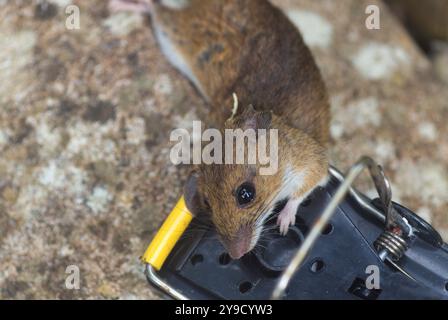 palude selvatiche morte (Microtus agrestis) catturate in trappola topolare in giardino nella regione centrale, in Scozia. REGNO UNITO Foto Stock