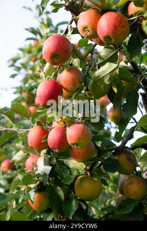 Mele rosse mature che crescono sull'albero, frutti sani sulla platazione, raccolta in estate o in autunno, fattoria agricola, giardino Foto Stock